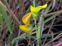 Crotalaria excisa excisa