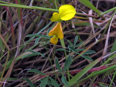 Crotalaria excisa excisa