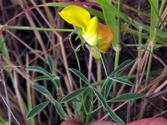 Crotalaria excisa excisa