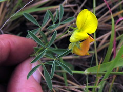 Crotalaria excisa excisa