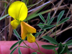 Crotalaria excisa excisa