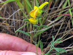 Crotalaria excisa excisa