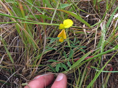 Crotalaria excisa excisa