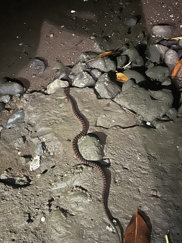 Photo of a Mangrove Cat-eyed Snake (Leptodeira rubricata)