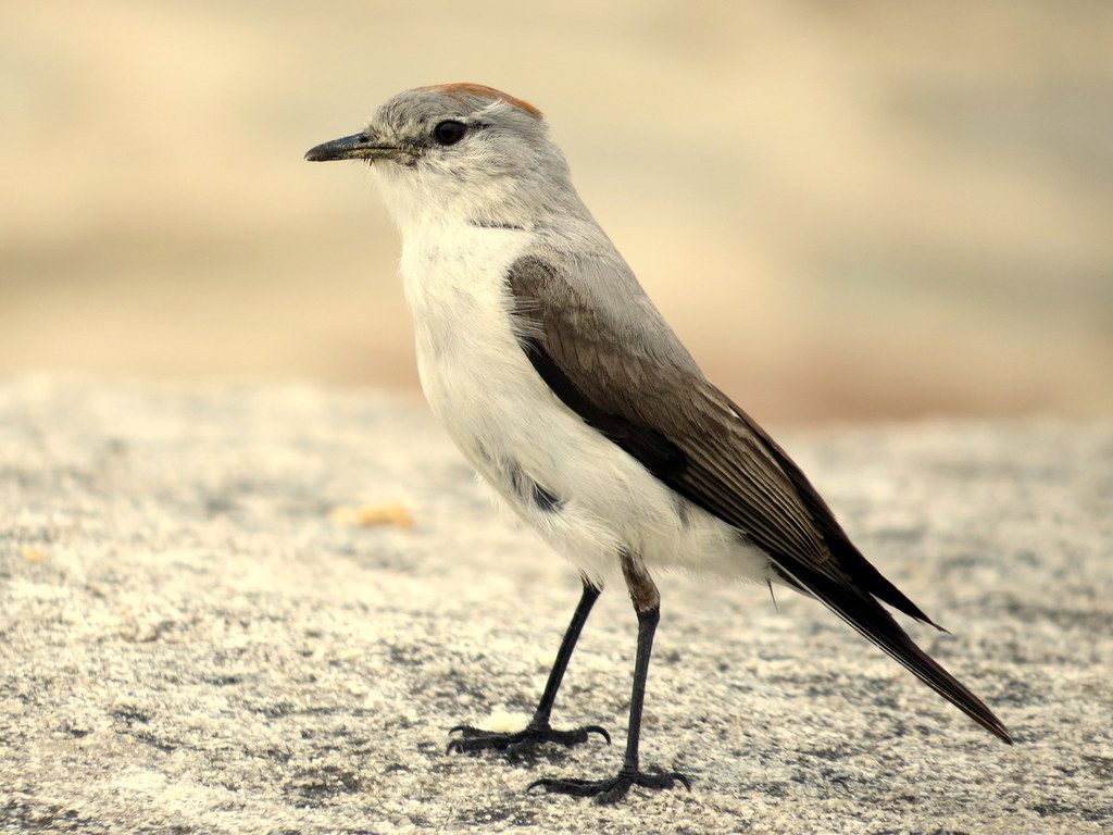 Rufous-naped Ground-Tyrant (Muscisaxicola rufivertex) photo