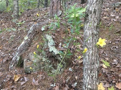Aureolaria grandiflora