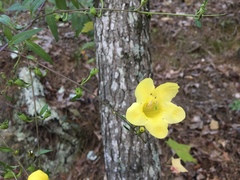 Aureolaria grandiflora