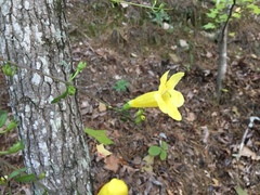 Aureolaria grandiflora