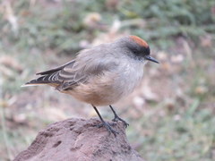 Muscisaxicola capistratus