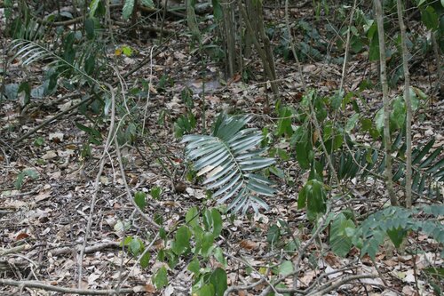 Encephalartos hildebrandtii image