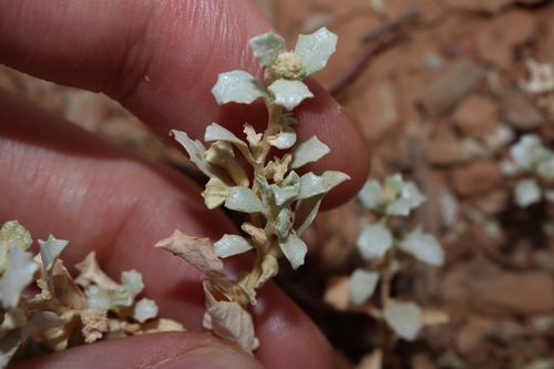 Atriplex intermedia (Atriplex intermedia)