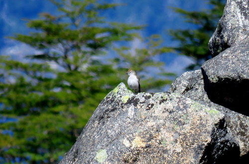 Muscisaxicola albilora