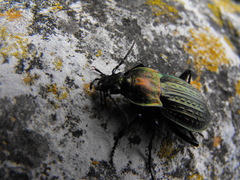 Carabus cancellatus