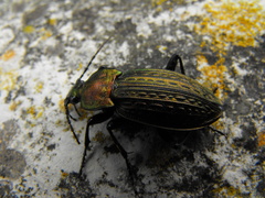Carabus cancellatus