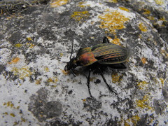 Carabus cancellatus