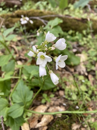 iNaturalist observation photo of milkmaids