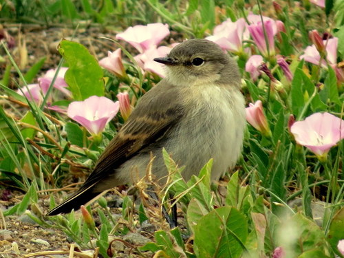 Muscisaxicola maculirostris
