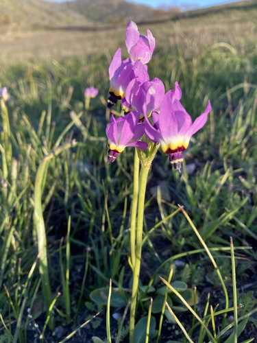 iNaturalist observation photo of Padre's Shooting Star