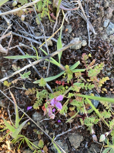iNaturalist observation photo of Redstem Stork's-bill