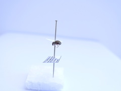 Polydrusus confluens