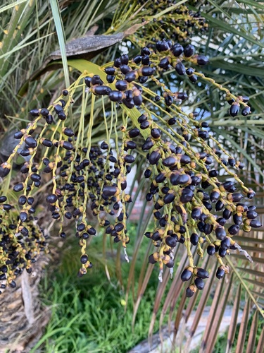 Livistona chinensis iNat (2)