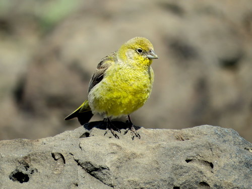 Sicalis auriventris