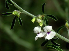 Psoralea spissa