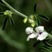 Psoralea spissa - Photo (c) Gigi Laidler,  זכויות יוצרים חלקיות (CC BY-NC), הועלה על ידי Gigi Laidler