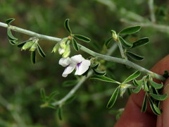Psoralea spissa