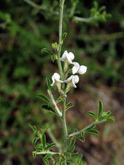 Psoralea spissa