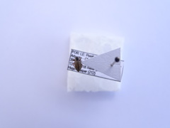 Polydrusus confluens