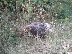 Hystrix cristata