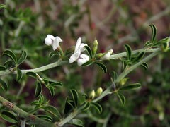Psoralea spissa
