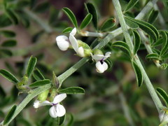 Psoralea spissa