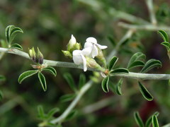 Psoralea spissa