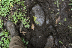 Loxodonta cyclotis