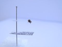 Polydrusus confluens