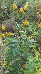 Hypericum ascyron pyramidatum