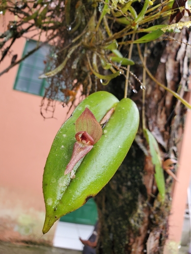Pleurothallis grandiflora