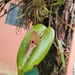 Pleurothallis grandiflora - Photo (c) Patti Bell, some rights reserved (CC BY-NC), uploaded by Patti Bell
