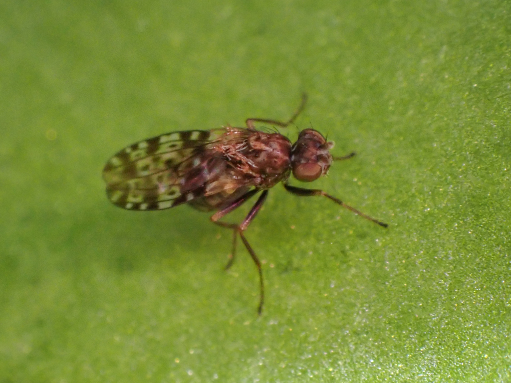 Limnellia balioptera