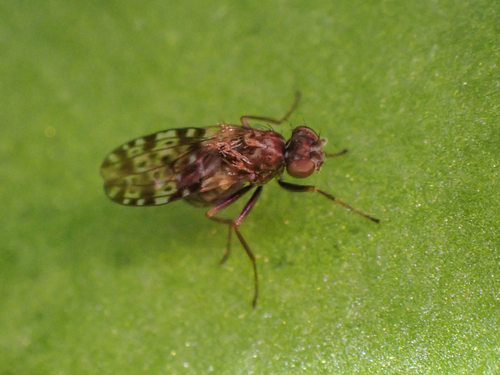 Limnellia balioptera