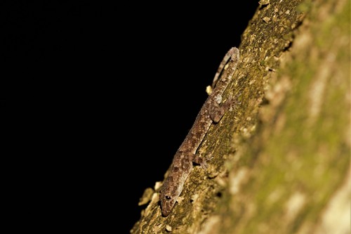 Hemidactylus ansorgii