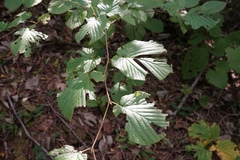 Corylopsis coreana