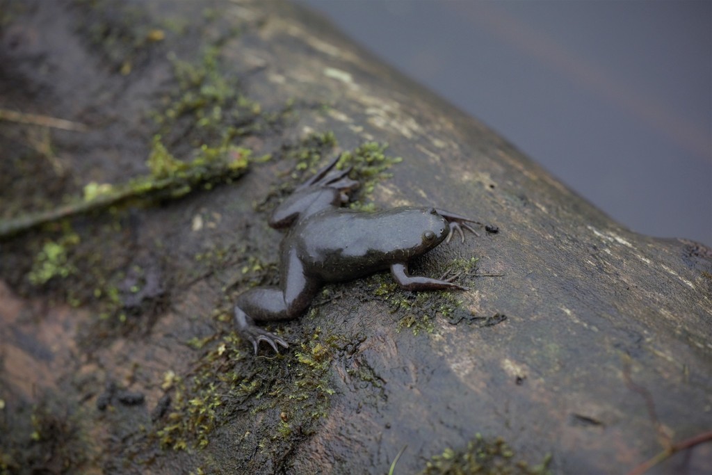 Biafran Clawed Frog