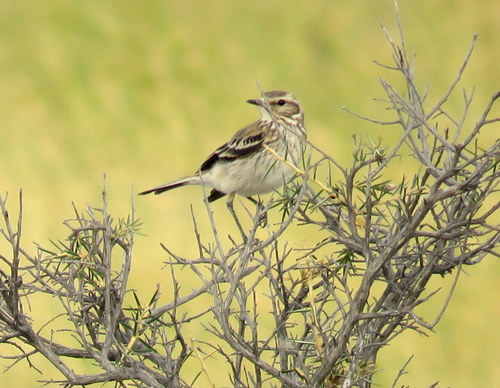 Neoxolmis rubetra