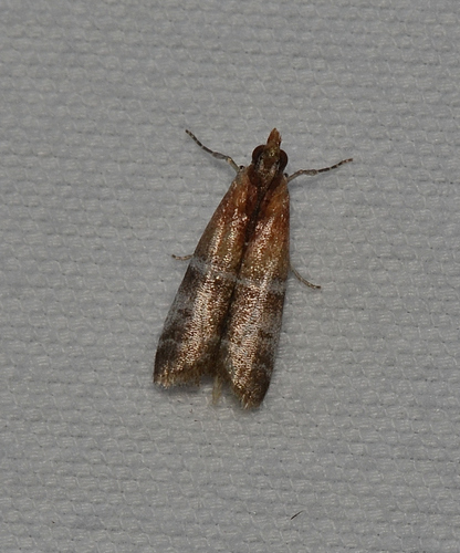 Paler Moodna Moth photo 4