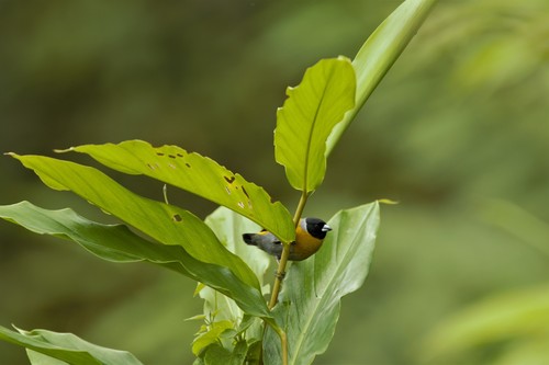 Nesocharis shelleyi