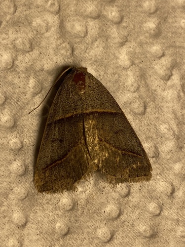 Southern Ptichodis Moth