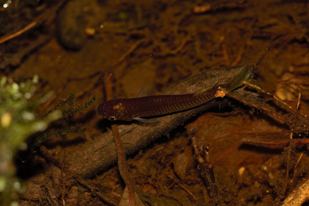 Sangmelima panchax (Epiplatys sangmelinensis) — Nothobranchiidae